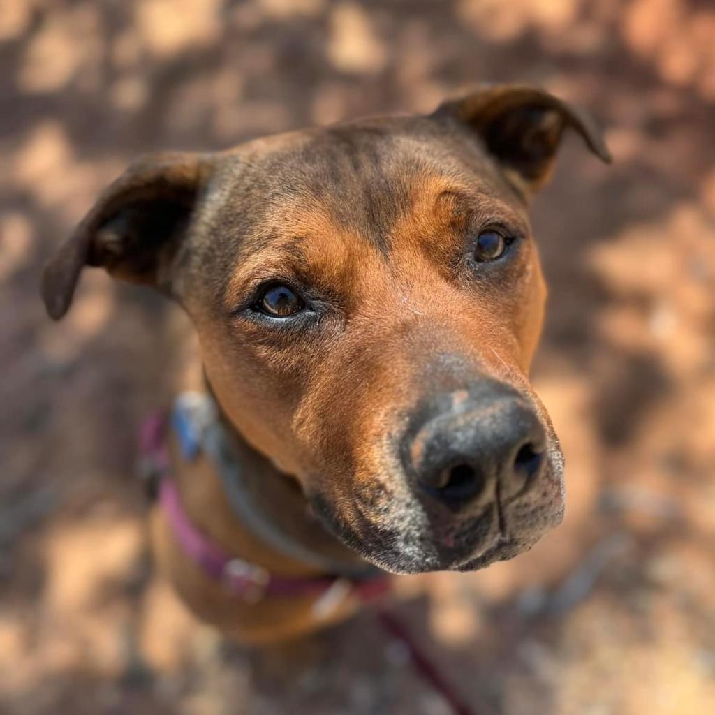 Adoptable Female Terrier, American Staffordshire/Shepherd
