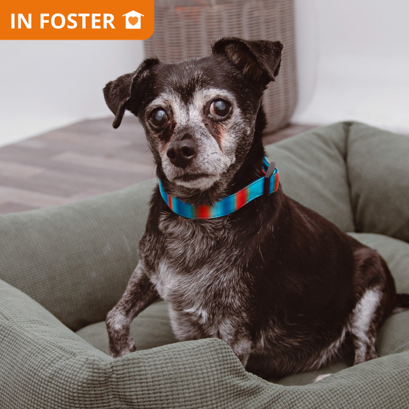 Baxter - Terrier, Rat/Mix
