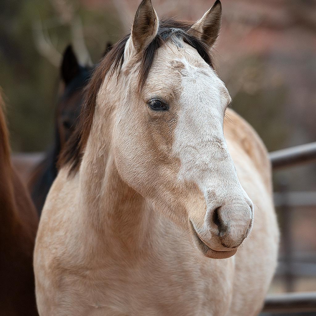 Sweet Pea - 