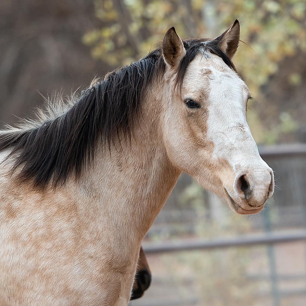 Adoptable Female Grade