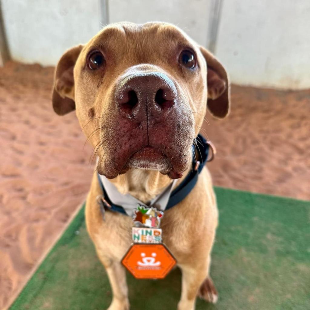 Rico - Terrier, American Pit Bull/Mix
