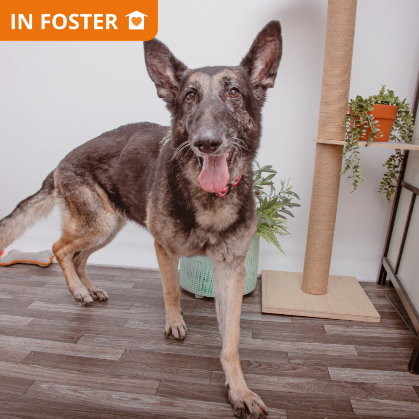Ashley - Shepherd, German/Mix