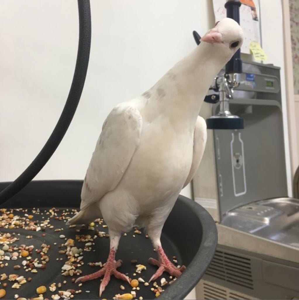 Angel 037 - King Pigeon
