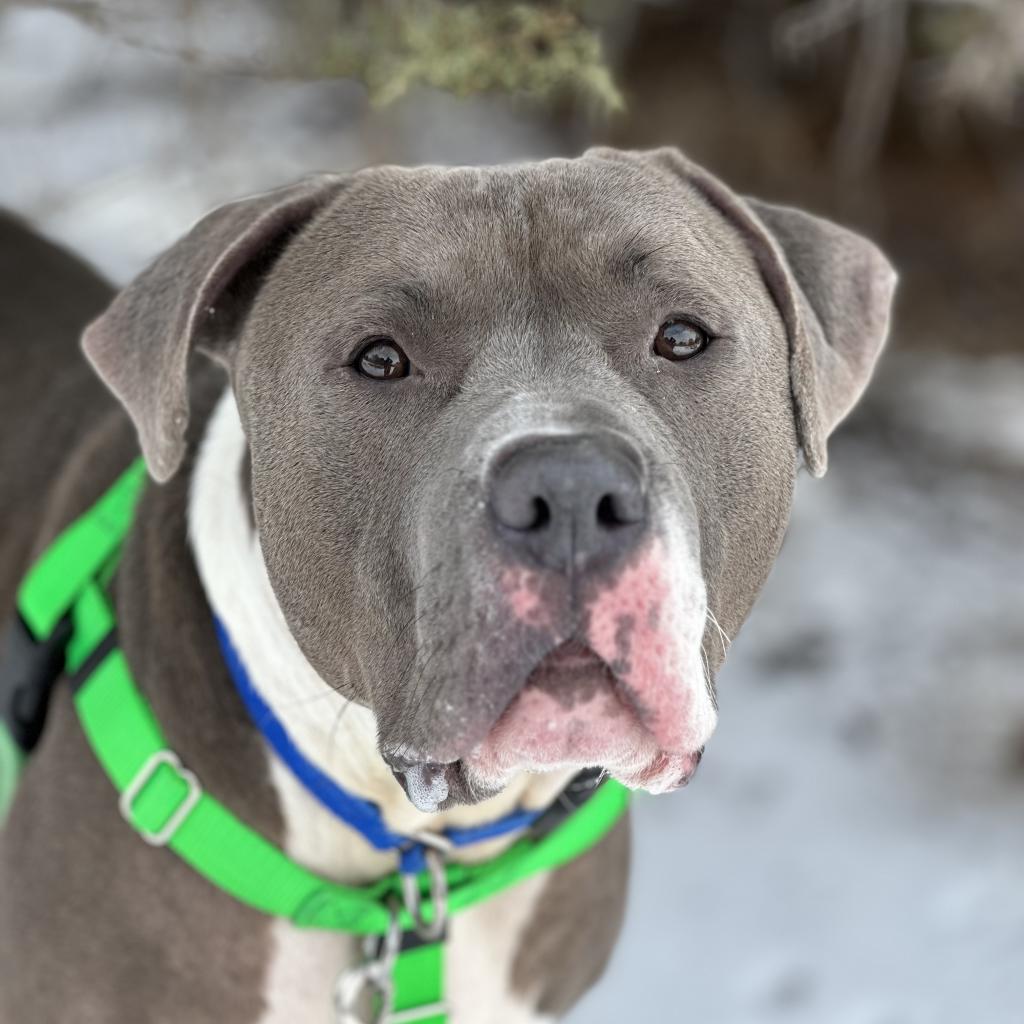 Widget - Terrier, Pit Bull/Mix