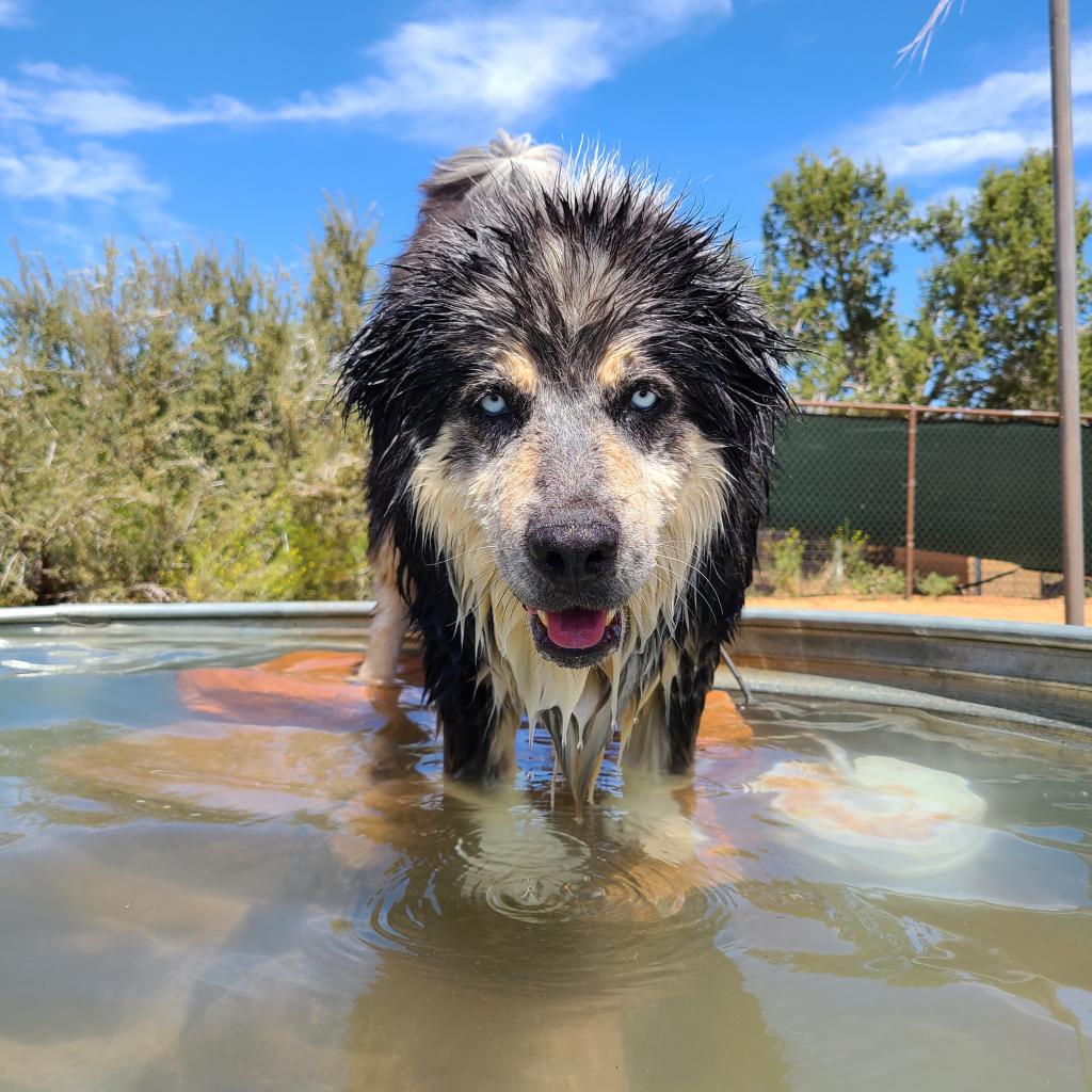 Archo - Malamute, Alaskan/Mix