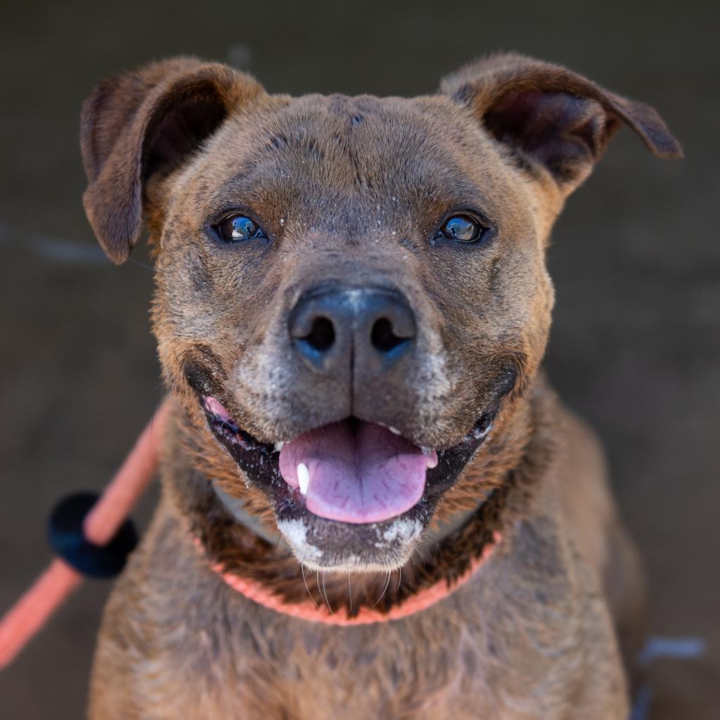 Bravo - Shepherd/Retriever, Chocolate Labrador