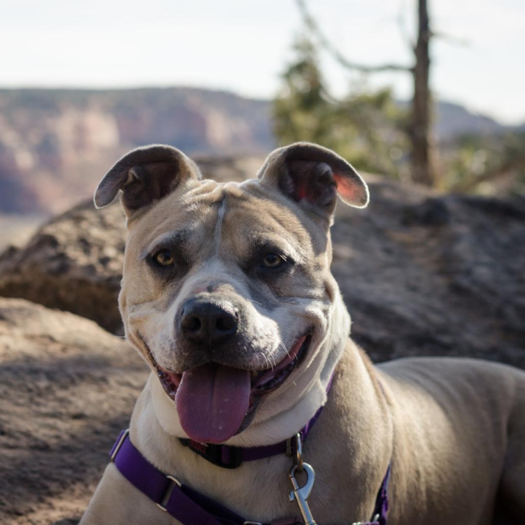 Barat - Terrier, American Pit Bull/Mix