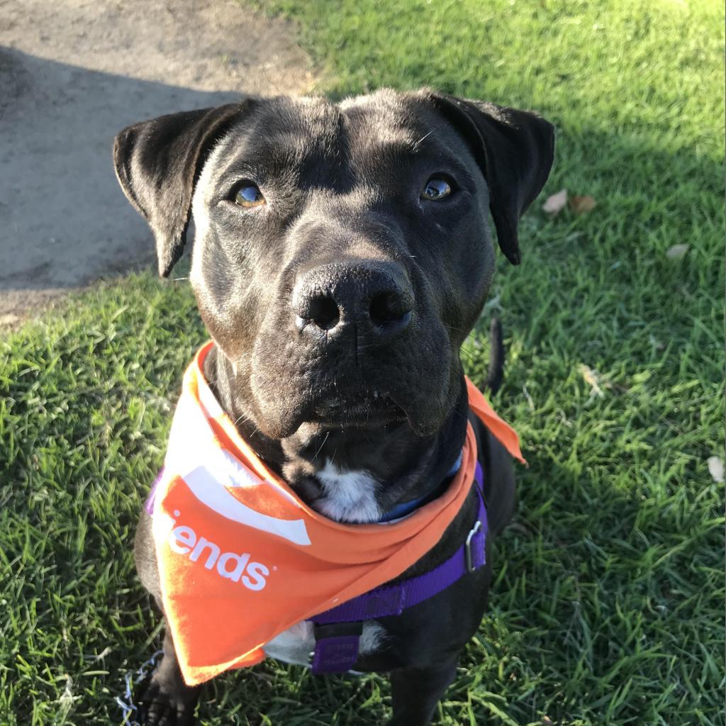 Adoptable Female Terrier, Staffordshire Bull/Queensland Heeler