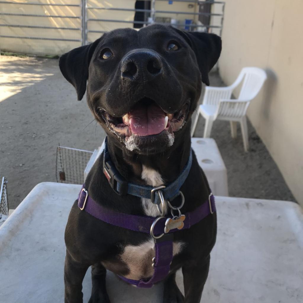 Adoptable Female Terrier, Staffordshire Bull/Queensland Heeler