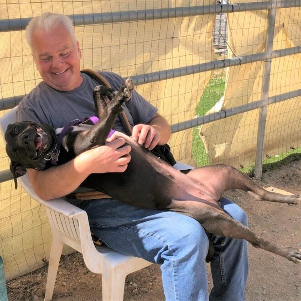 Adoptable Female Terrier, Staffordshire Bull/Queensland Heeler