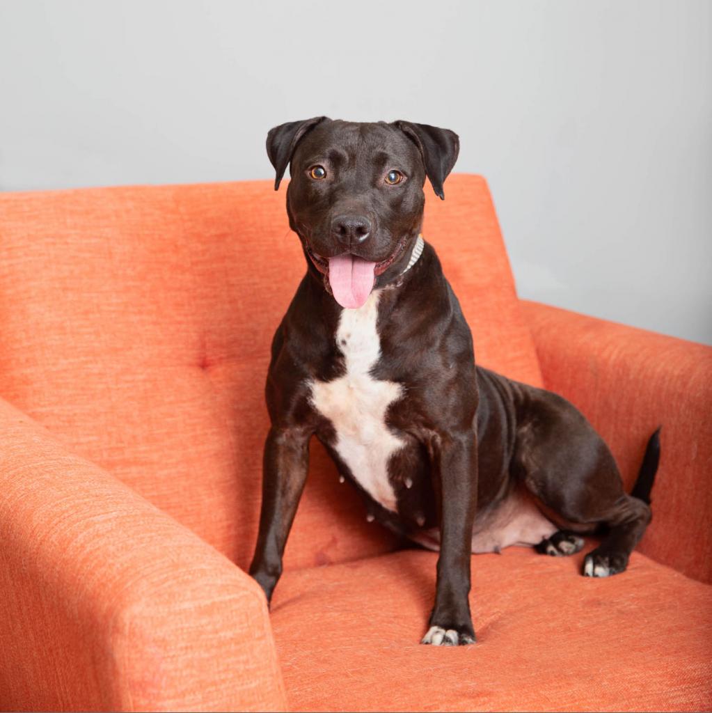 Adoptable Female Terrier, Staffordshire Bull/Queensland Heeler