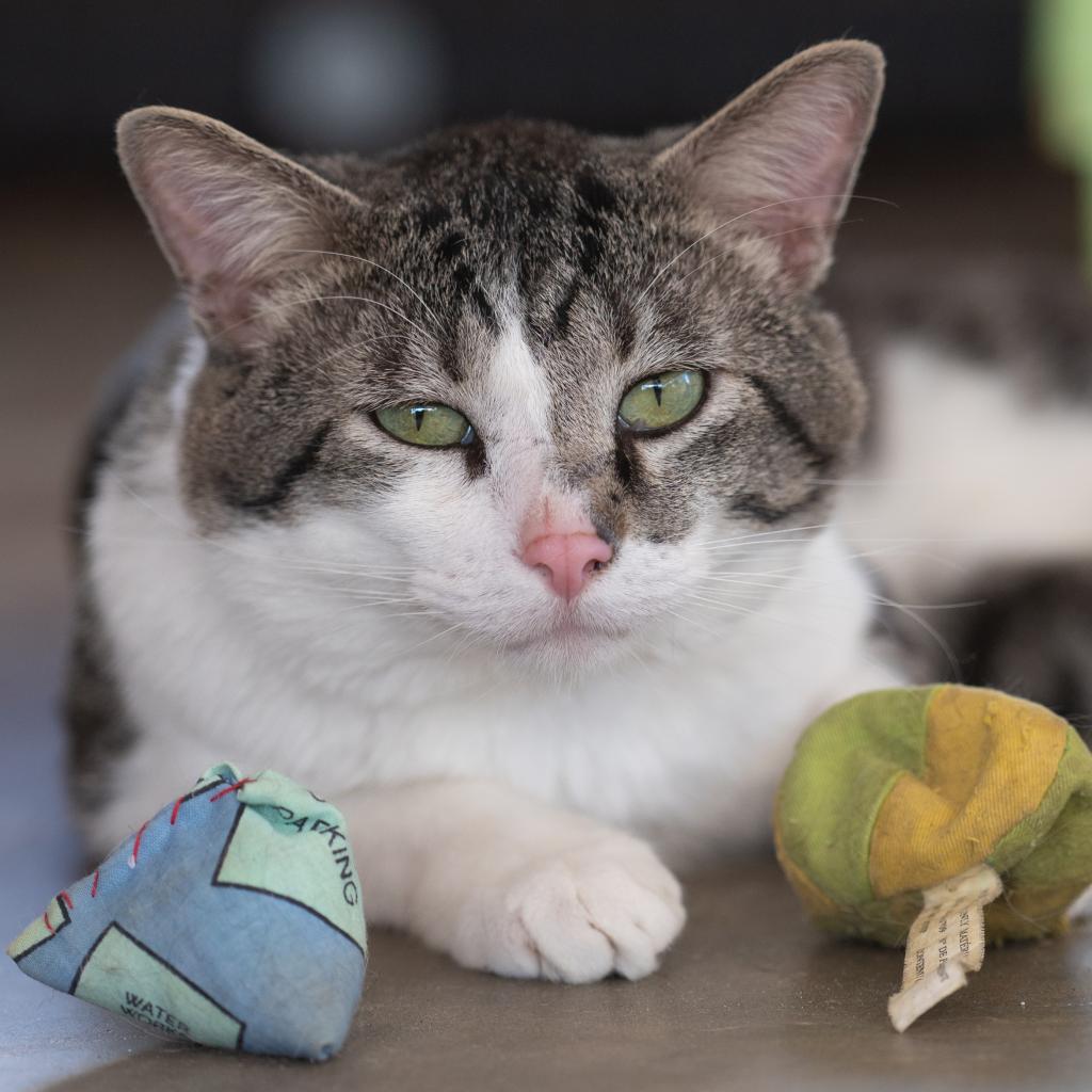 Anthony - Domestic Shorthair