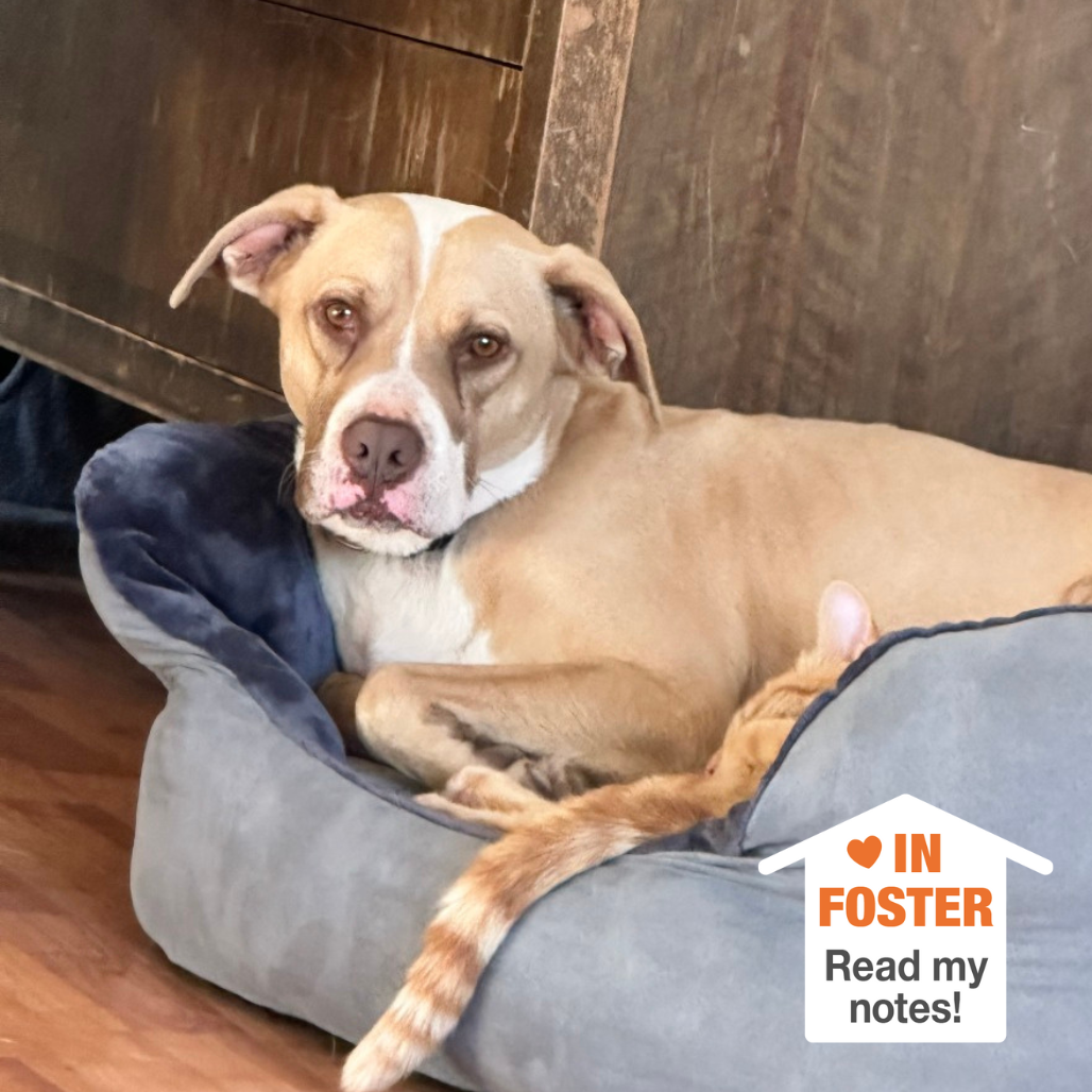 Bodie - Terrier, American Pit Bull/Mix