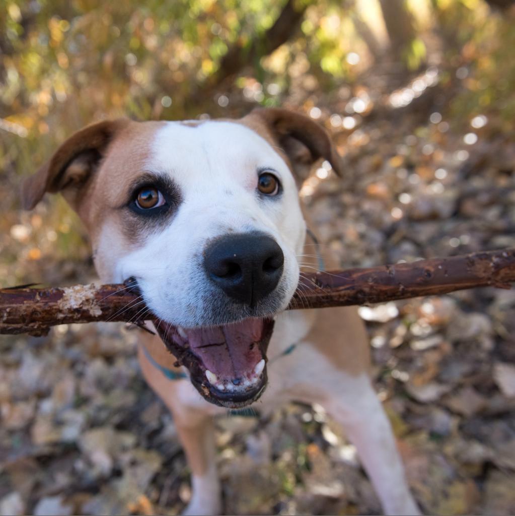 Belinda Carlisle - Shepherd, Australian/Mix