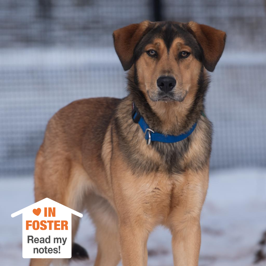 Forest - Shepherd, German/Hound