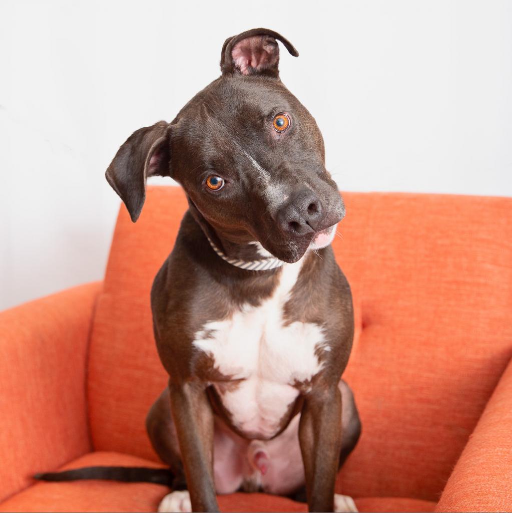 Apollo - Terrier, American Staffordshire/Mix