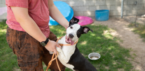 A black and white dog outside in a yard looking into the camera