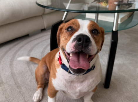 Cheecky the dog with mouth open smiling with tongue out sitting under a table in a room