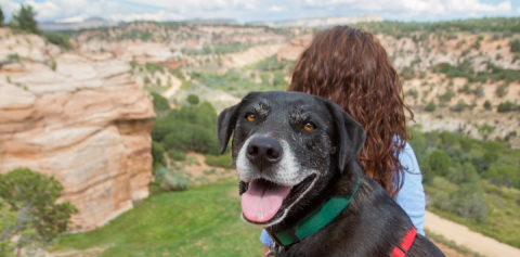 Black dog at Angel Canyon