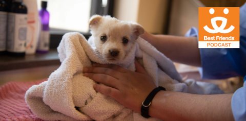 tiny puppy wrapped in a towel