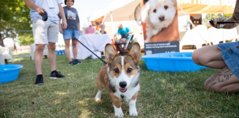 a corgi on a leash at an animal welfare fundraising event